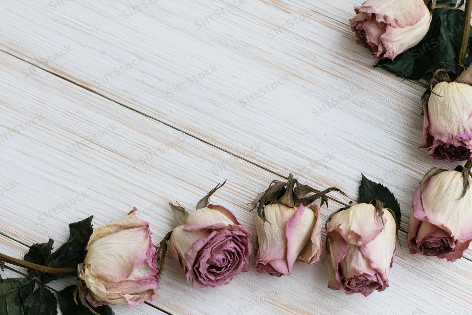 Dried roses with wilted petals and dark green leaves arranged on a white wooden surface in a flat lay composition