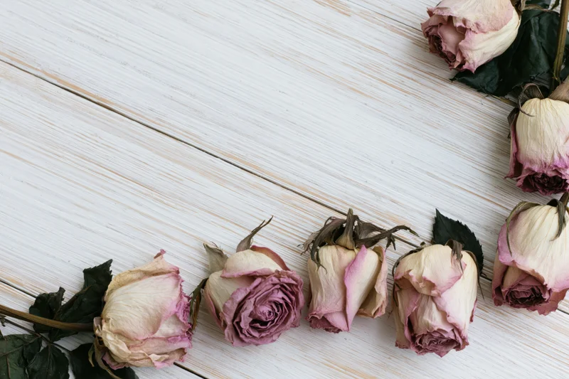 Dried roses with wilted petals and dark green leaves arranged on a white wooden surface in a flat lay composition