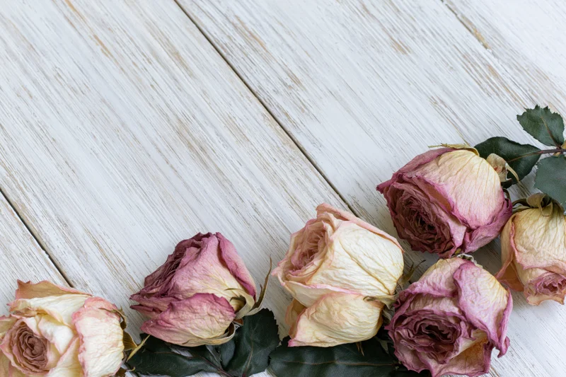 Dried roses with wilted petals and dark green leaves arranged on a white weathered wooden surface