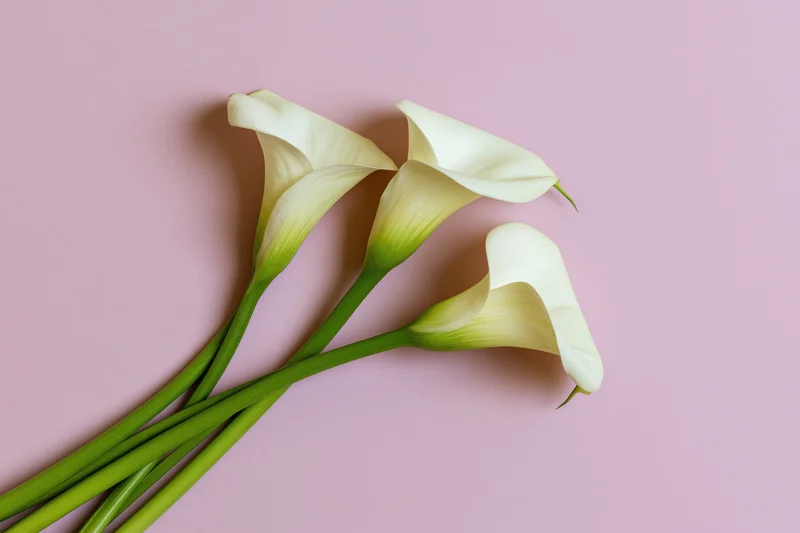 Three white calla lilies with green stems arranged loosely on a pink background
