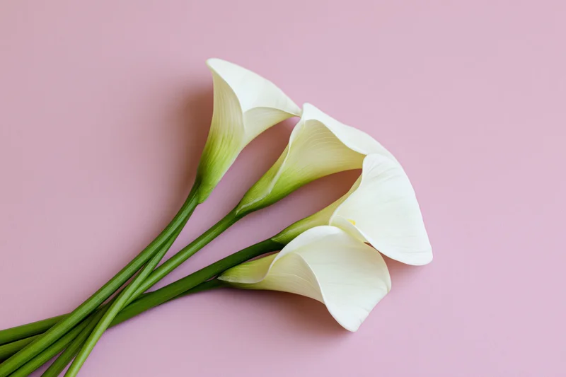 Three white calla lilies with green stems arranged loosely on a pink surface
