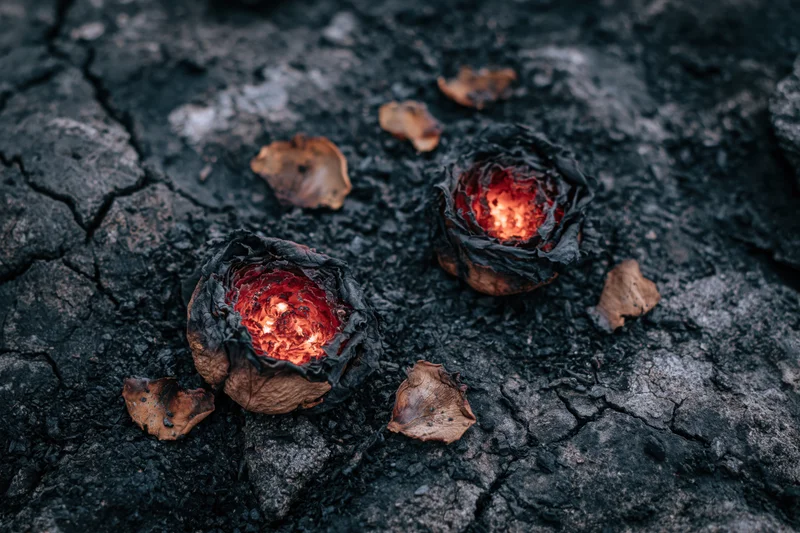 Two charred roses smoldering on dark ash-covered ground with scattered petals