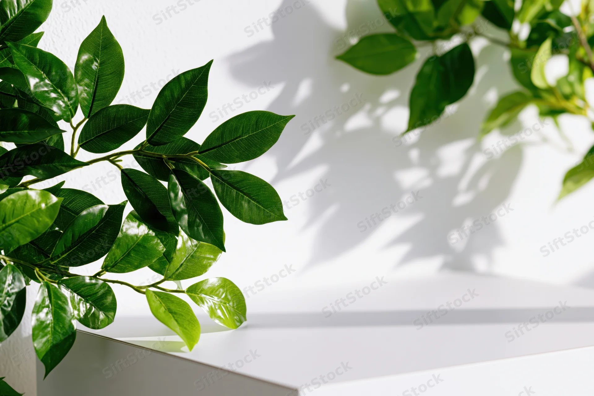 Green leafy branches framing a white studio shelf with soft shadows and copyspace