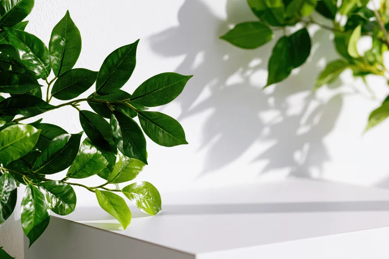 Green leafy branches framing a white studio shelf with soft shadows and copyspace