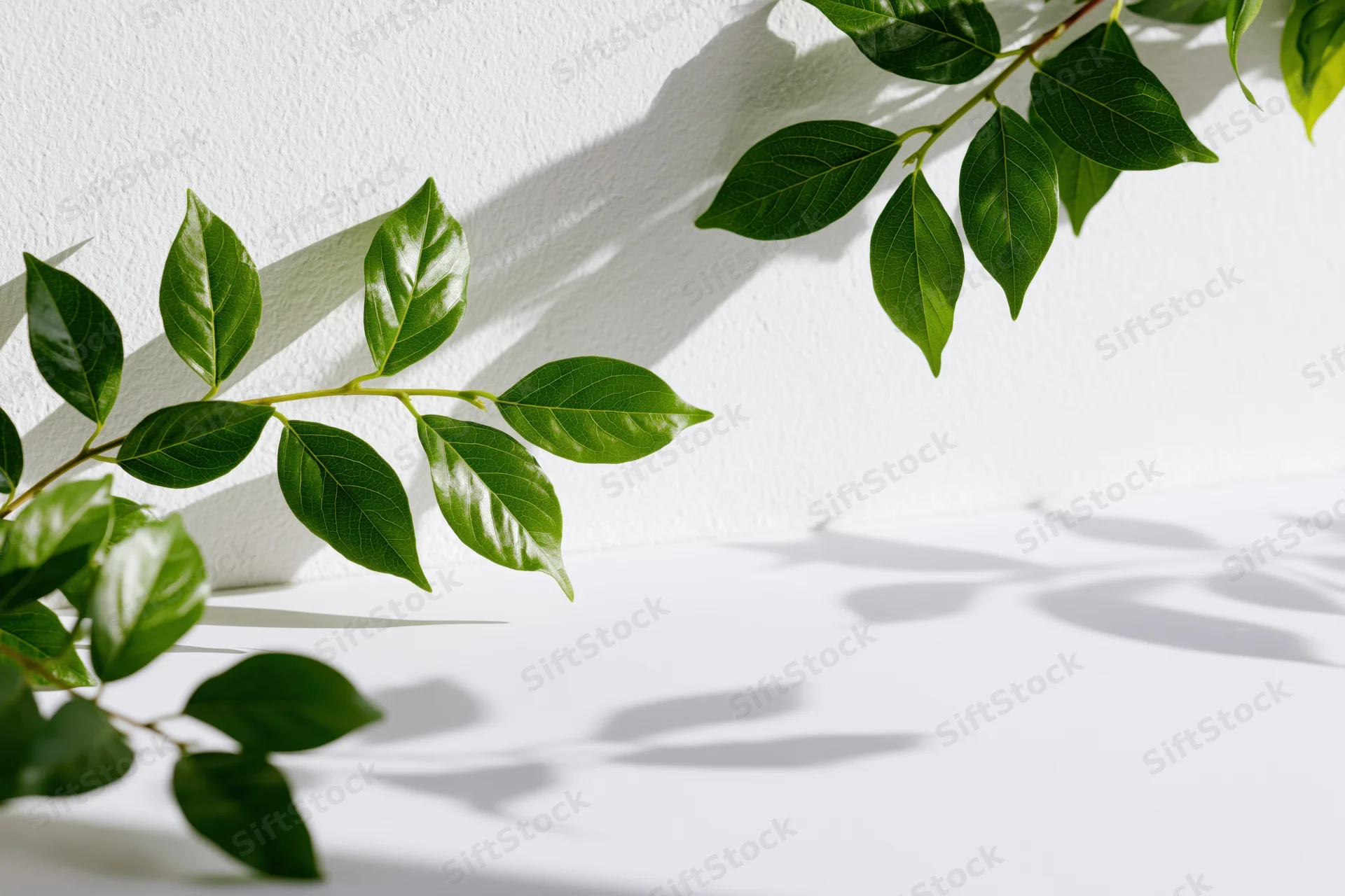 Green leafy branches framing a white studio background with soft shadows and copyspace
