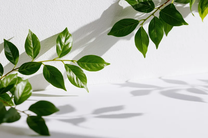 Green leafy branches framing a white studio background with soft shadows and copyspace