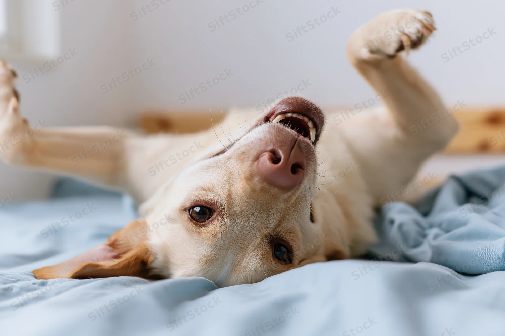 Dog lying upside down on bed with paws up, eyes open, on blue blanket