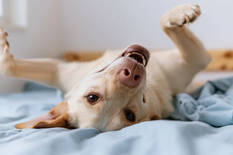 Dog lying upside down on bed with paws up, eyes open, on blue blanket