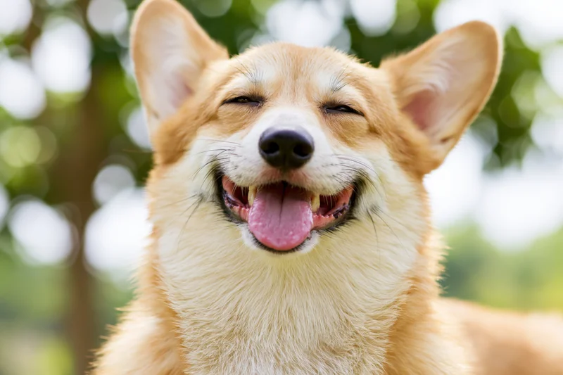 Pembroke welsh corgi with mouth open and tongue out in a green outdoor setting