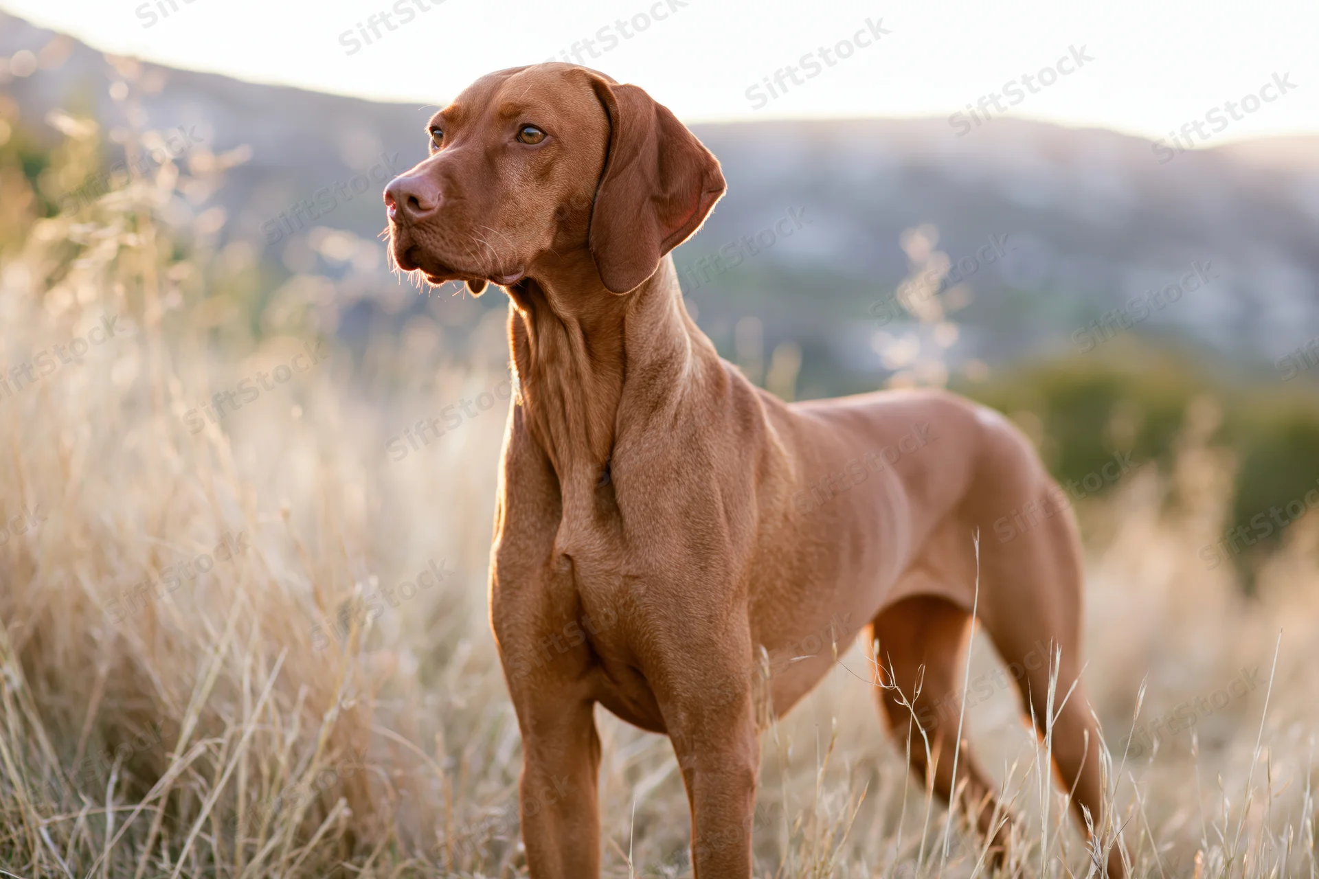 Vizsla dog standing alert in tall dry grass gazing to the side in a sunlit field