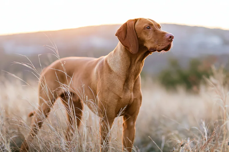 Vizsla dog standing alert in tall dry grass gazing to the side at golden hour in a field