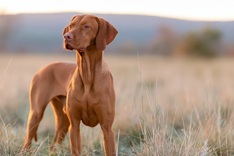 Vizsla dog standing alert in tall dry grass gazing to the side in a field at sunset