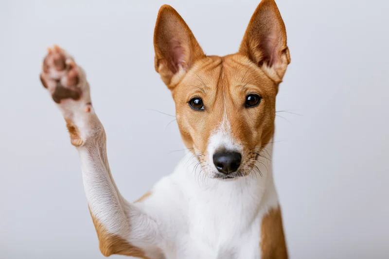 Basenji dog raising front paw toward camera in studio portrait