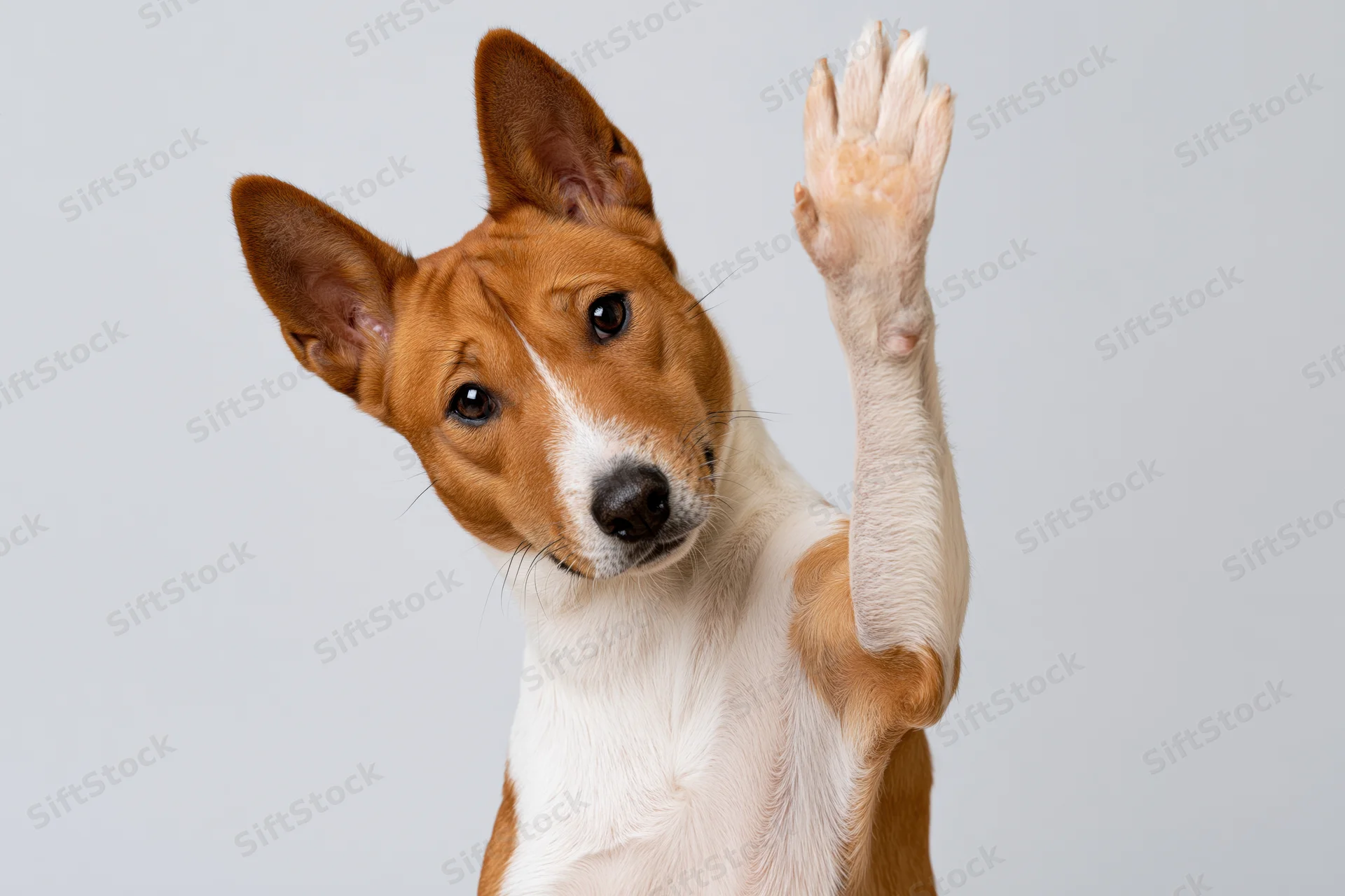 Basenji dog raising front paw toward camera in studio setting