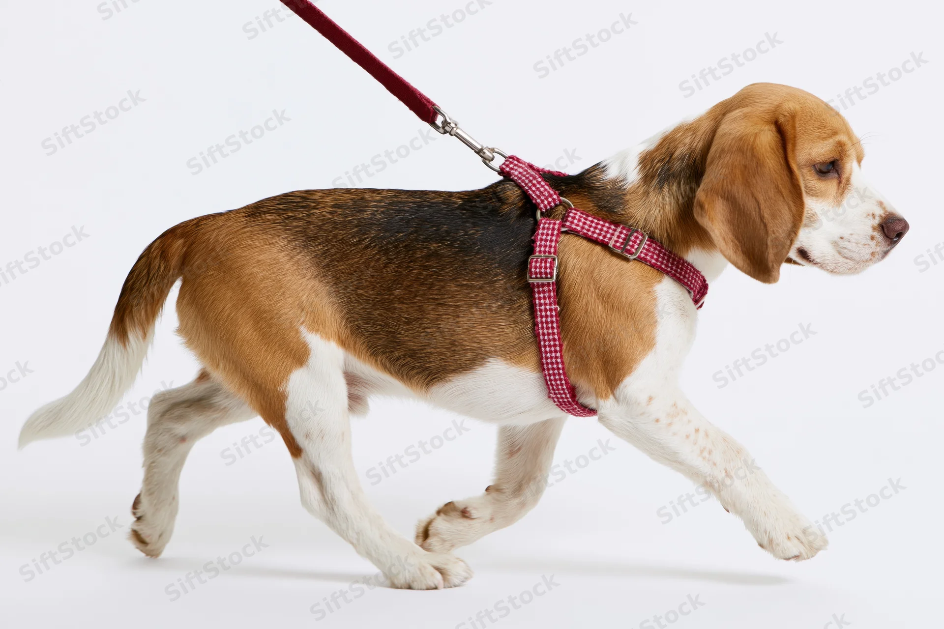 Beagle puppy walking on a leash in a red checkered harness against a white background