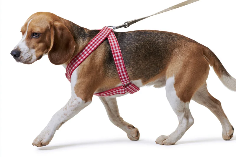Beagle dog mid-stride on leash wearing red and white checkered harness in studio setting