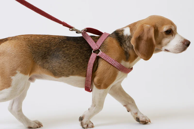 Beagle dog walking on leash with red checkered harness in studio setting