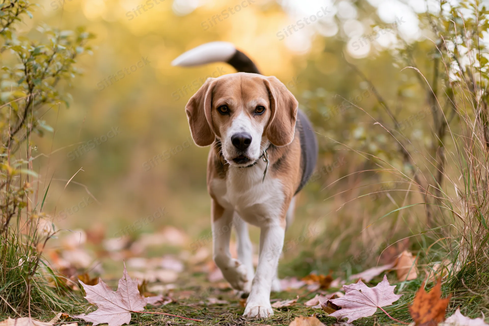 Beagle walking toward camera on autumn forest path with raised tail
