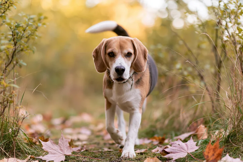 Beagle walking toward camera on autumn forest path with raised tail