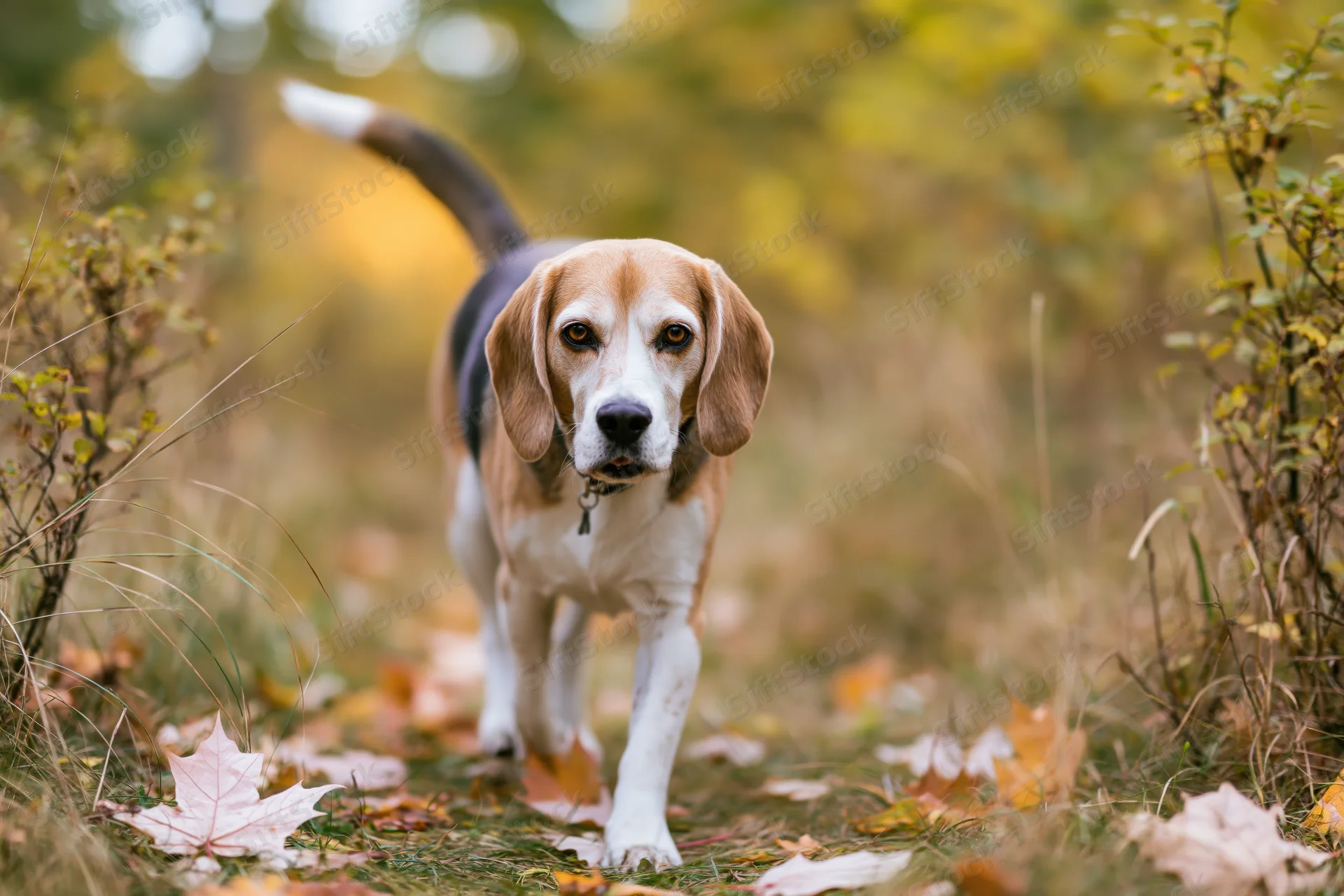 Beagle walking toward camera on autumn forest trail with raised tail