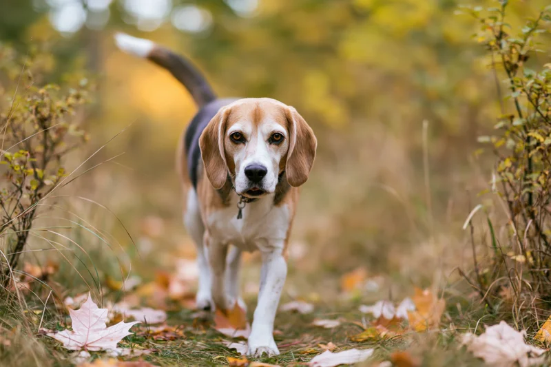 Beagle walking toward camera on autumn forest trail with raised tail