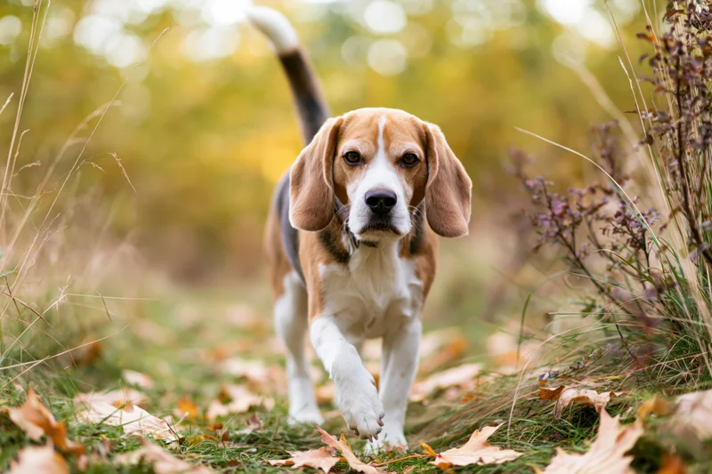 Beagle walking toward camera on autumn path with raised tail