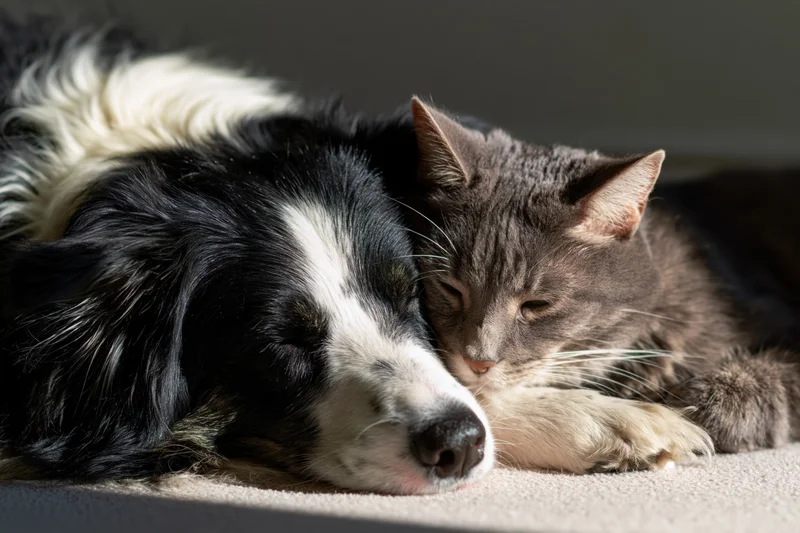 Black and white dog resting with gray cat on carpet indoors