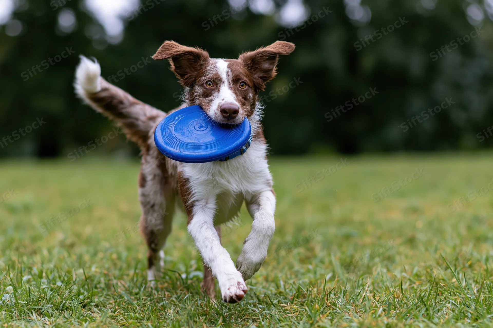 Merle border collie running with blue frisbee in its mouth across a grassy field