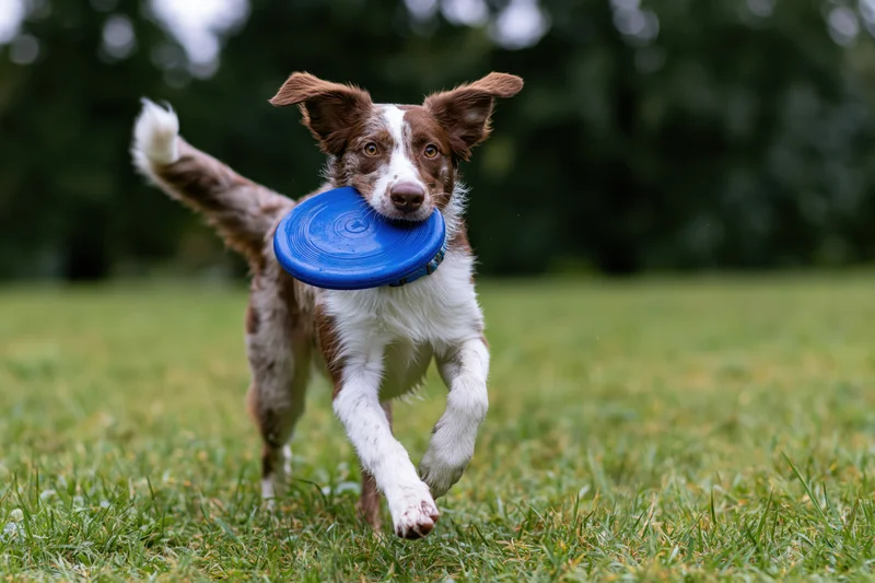 Merle border collie running with blue frisbee in its mouth across a grassy field