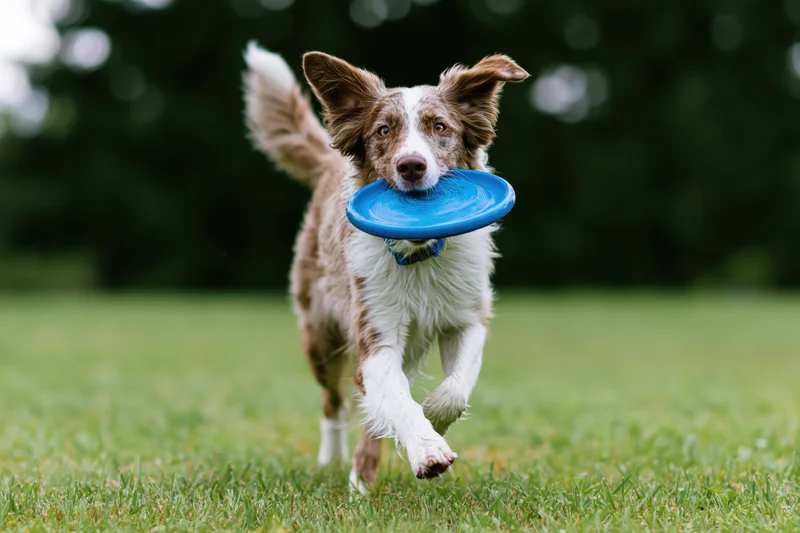 Merle border collie running with blue frisbee in its mouth across green grass field