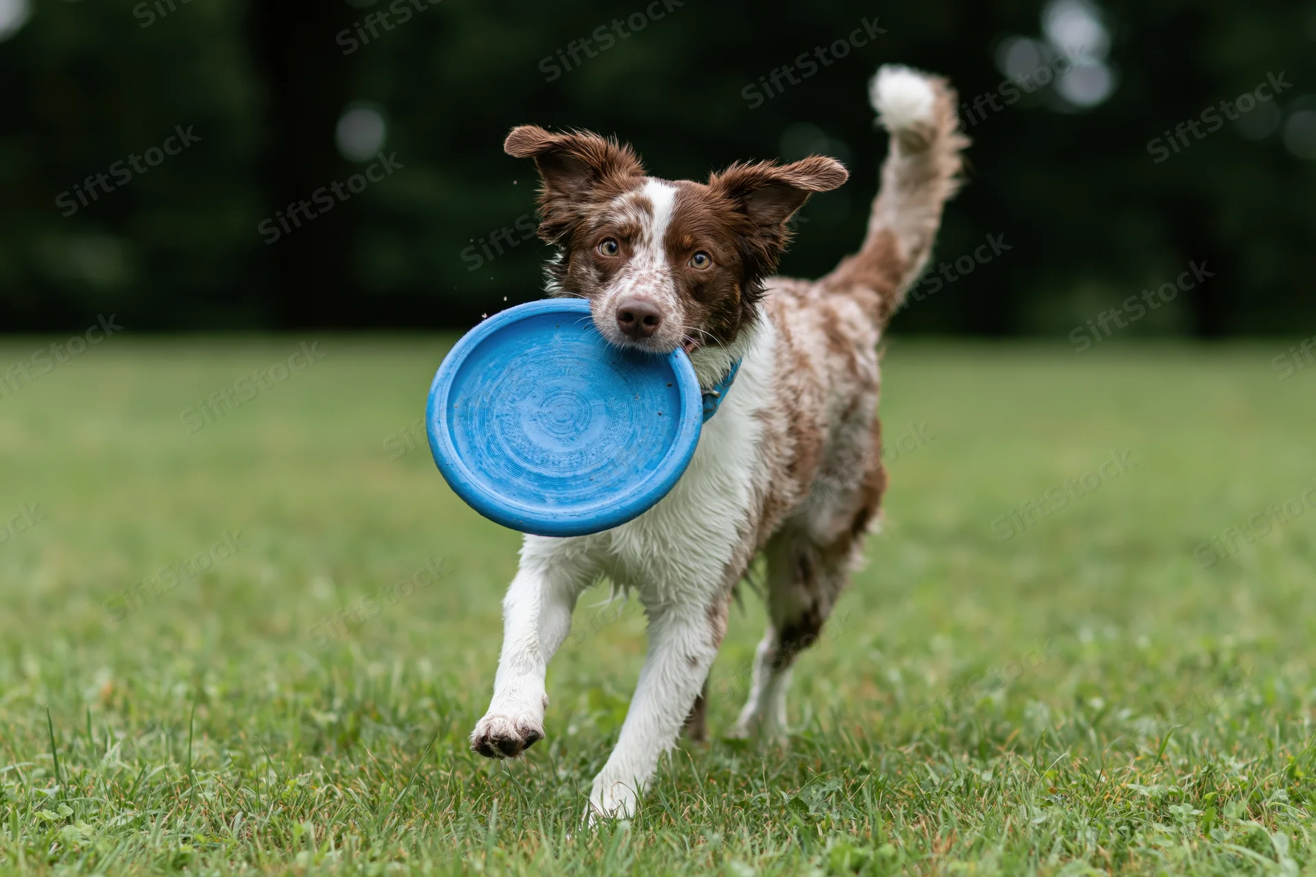 Brown and white merle border collie running with blue frisbee in its mouth across a grassy field