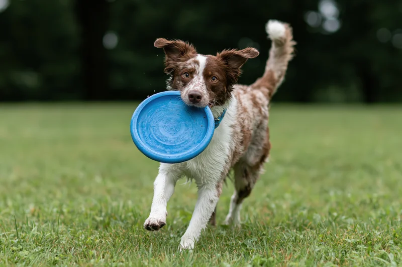 Brown and white merle border collie running with blue frisbee in its mouth across a grassy field