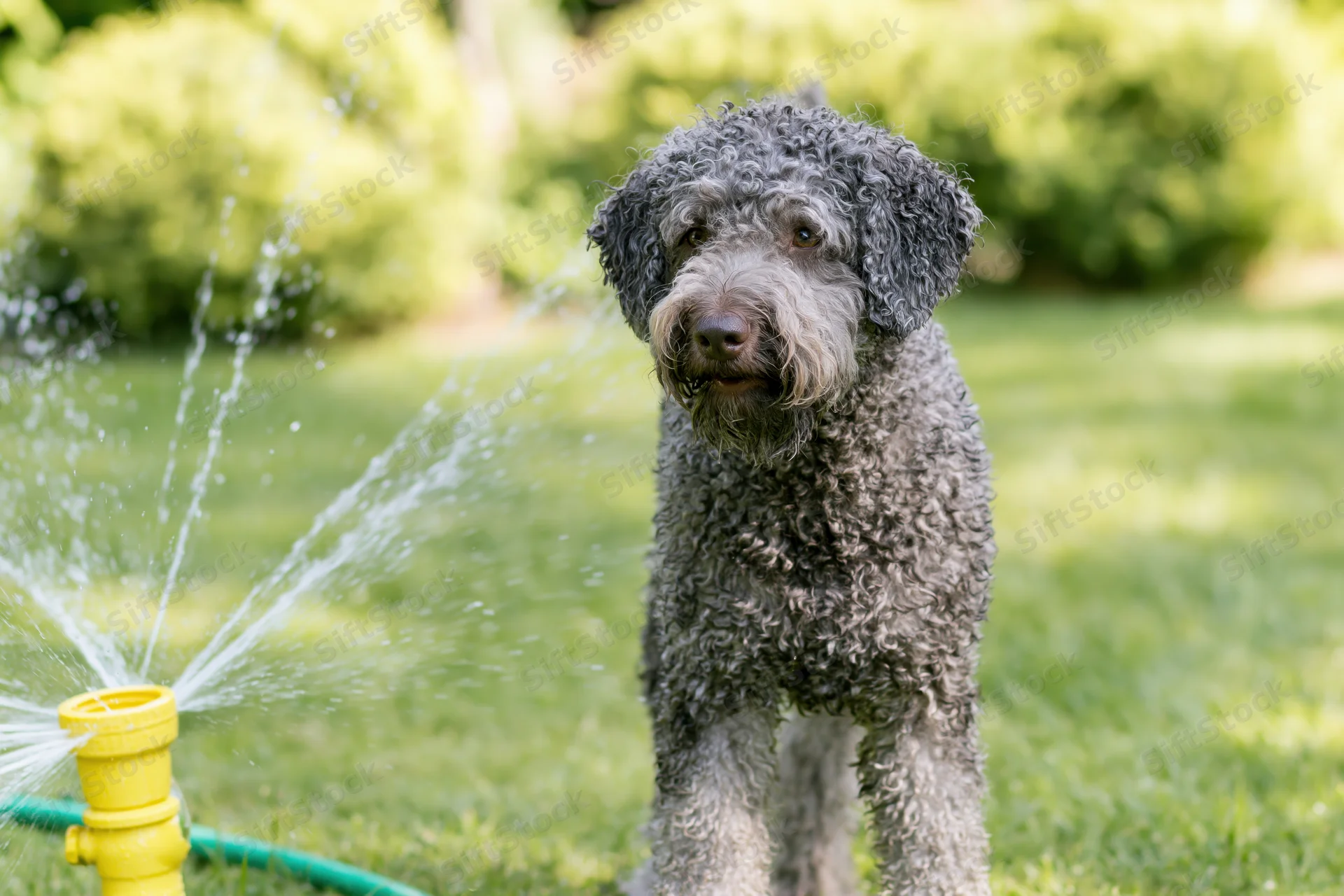 Curly-coated grey lagotto romagnolo dog standing alert beside a yellow sprinkler in a grassy yard