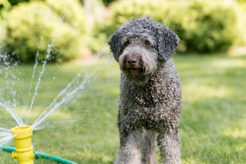 Curly-coated grey lagotto romagnolo dog standing alert beside a yellow sprinkler in a grassy yard