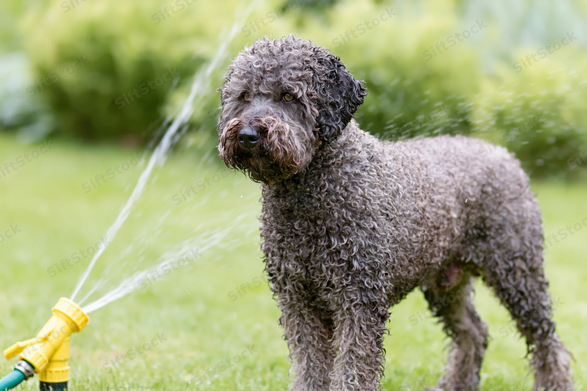 Lagotto romagnolo dog standing alert in grassy yard with water spraying from hose