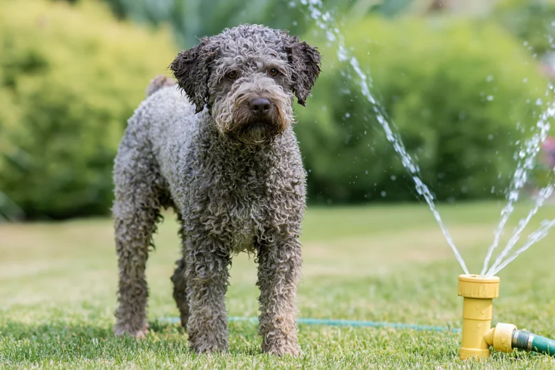 Curly-coated grey lagotto romagnolo dog standing alert beside a yellow sprinkler on a grassy lawn