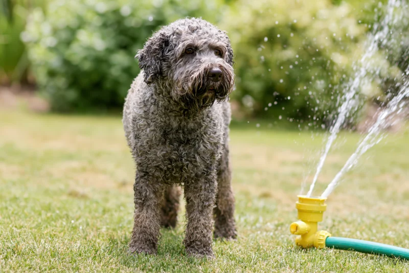 Curly-coated grey lagotto romagnolo dog standing alert beside a yellow sprinkler spraying water on a grassy lawn