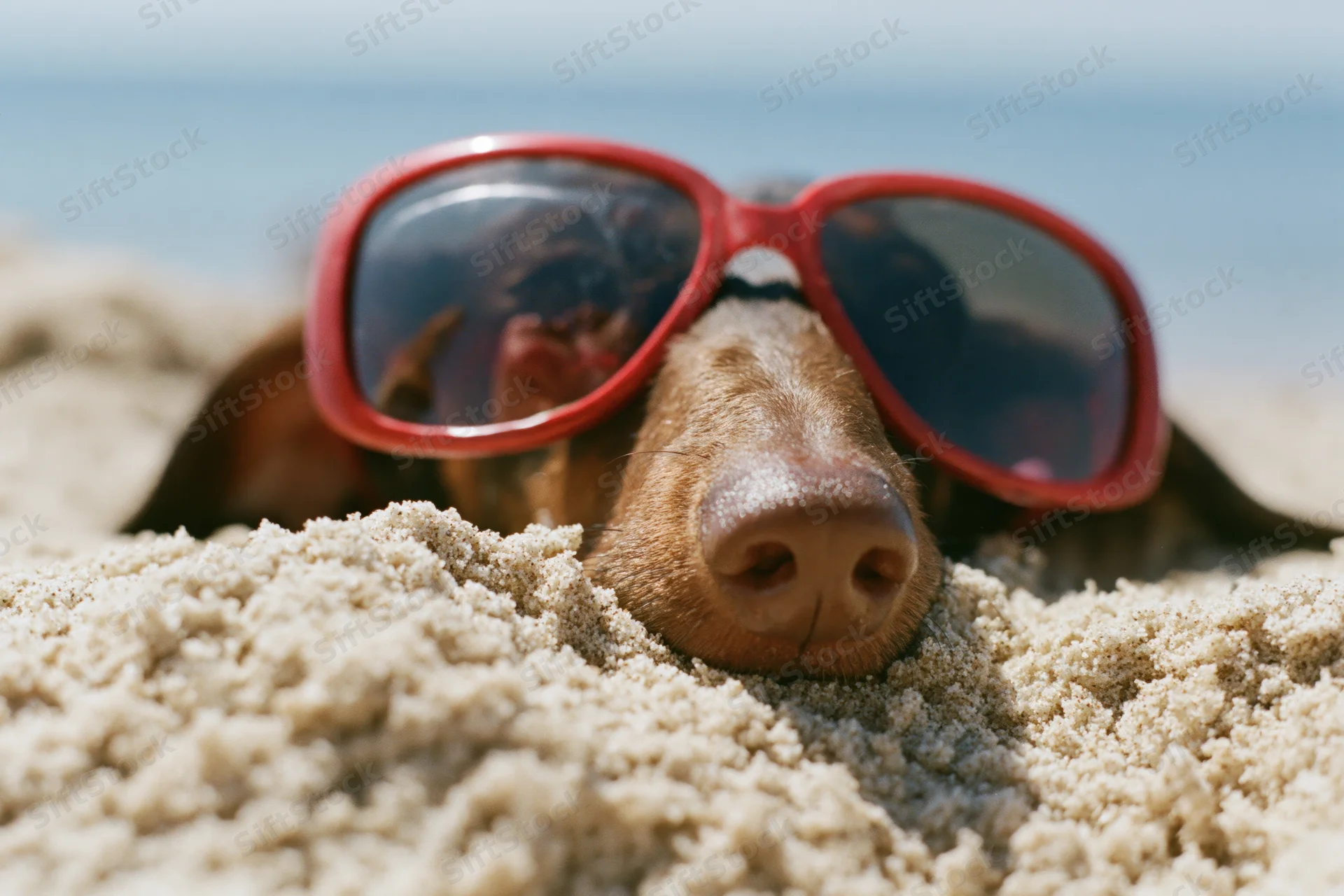 Dachshund buried in sand at beach wearing red sunglasses
