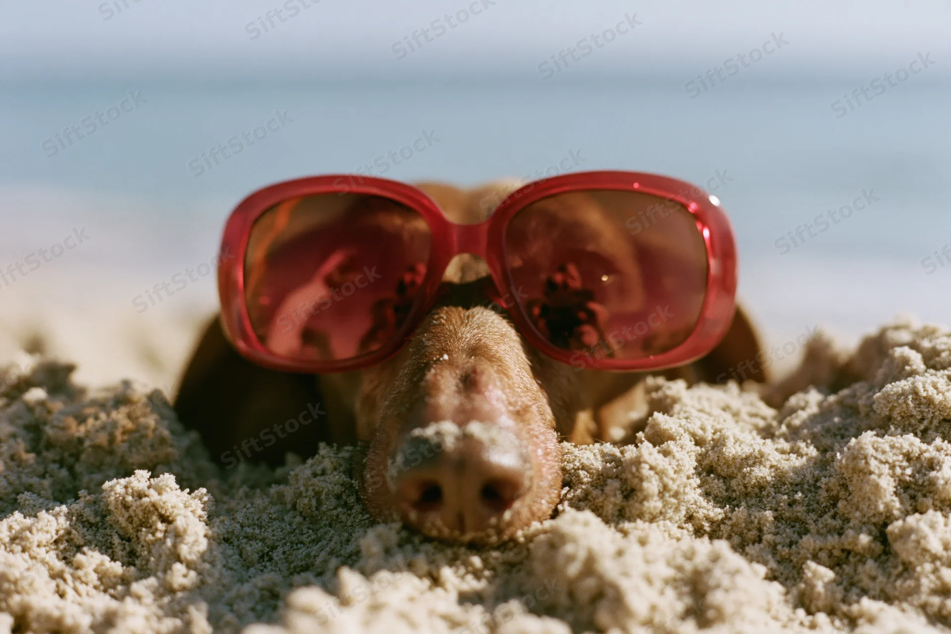 Dachshund wearing red sunglasses buried in beach sand with ocean in background