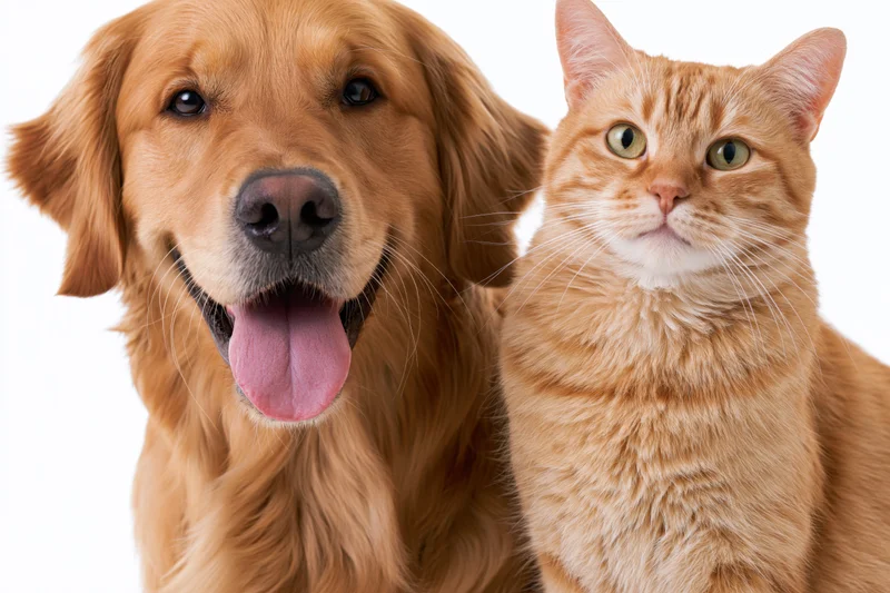 Golden retriever with tongue out and ginger cat sitting side by side against white background