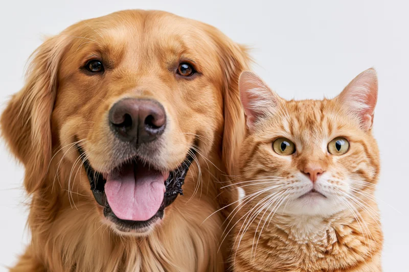 Golden retriever with open mouth and tongue out posing beside a ginger cat in studio portrait