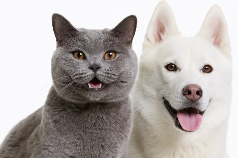 Grey british shorthair cat and white siberian husky dog posing side by side in studio portrait