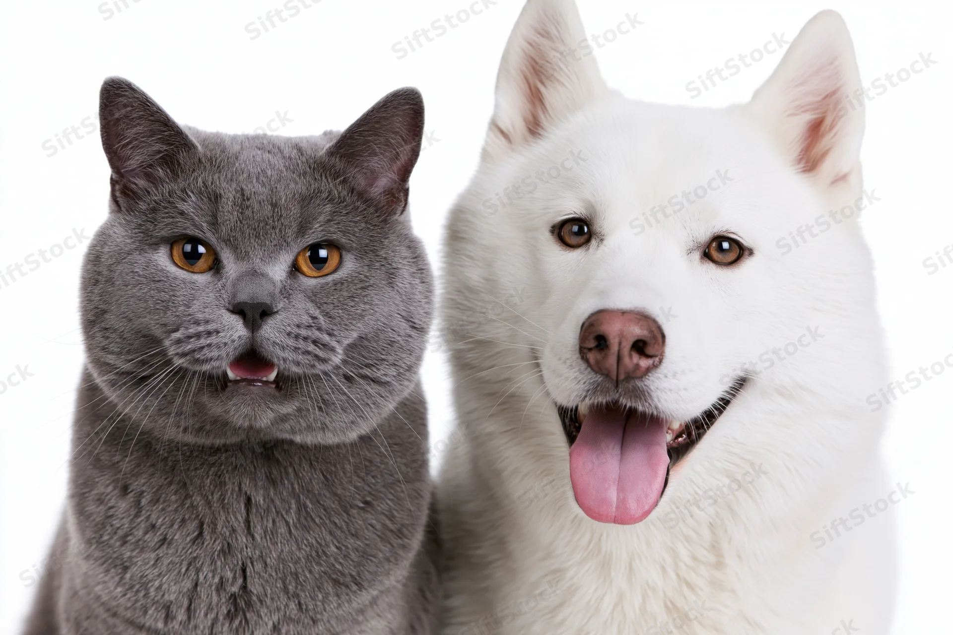 Grey british shorthair cat and white siberian husky dog posing side by side in studio portrait