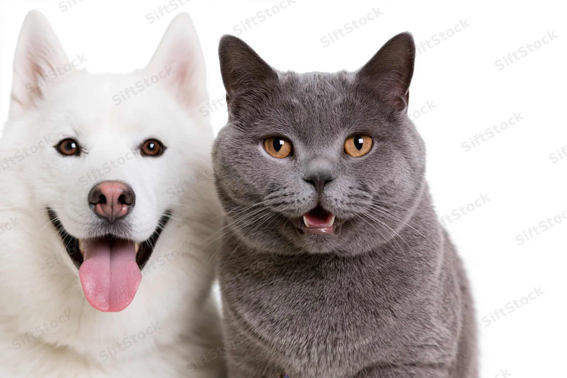 Grey british shorthair cat and white siberian husky dog posing side by side in studio portrait