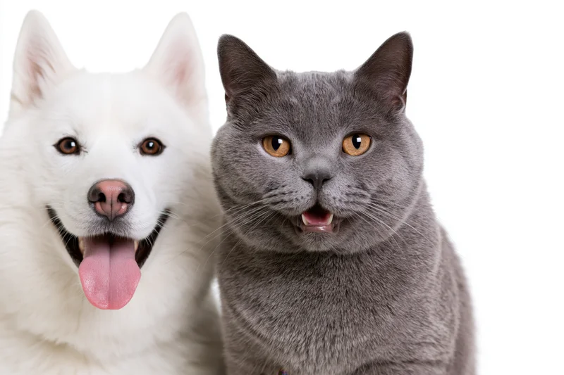 Grey british shorthair cat and white siberian husky dog posing side by side in studio portrait