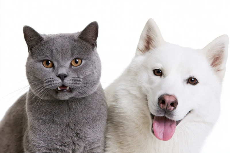 Grey british shorthair cat and white siberian husky dog posing side by side in studio portrait