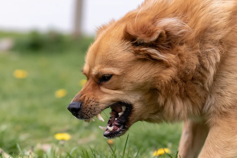 Golden-brown mixed breed dog snarling with teeth bared in a grassy field