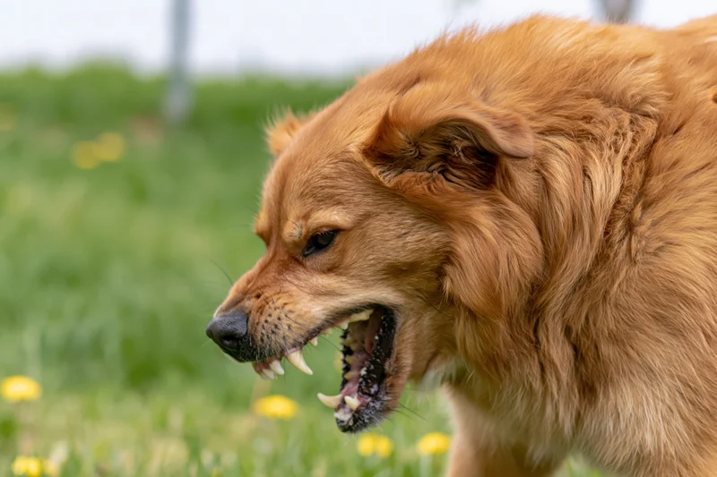 Golden-brown mixed breed dog snarling with teeth bared in a grassy field