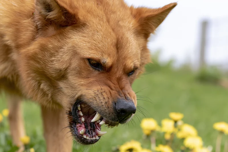 Golden-brown mixed breed dog snarling with teeth bared in a grassy field with yellow flowers