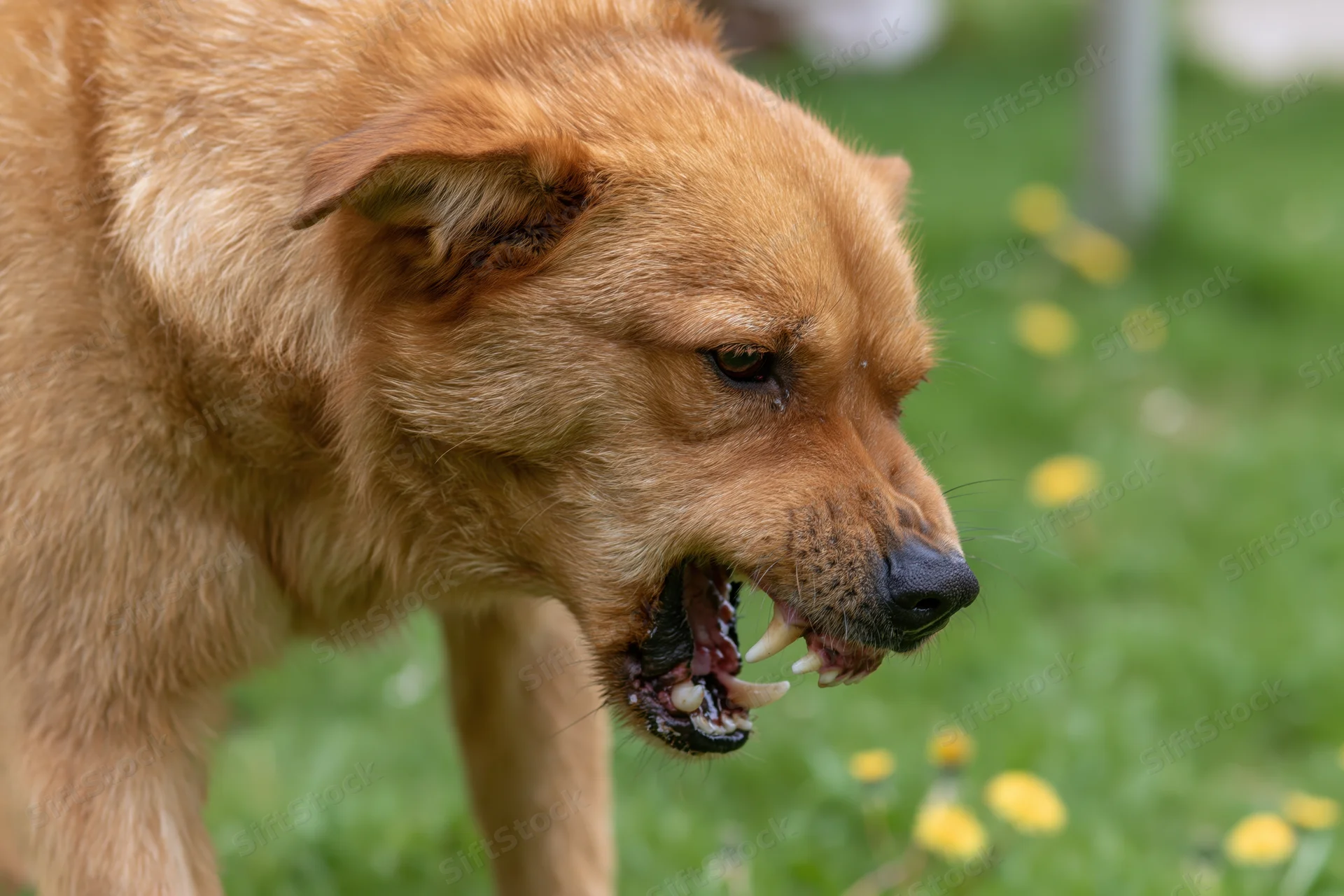 Golden-brown mixed breed dog snarling with teeth bared in a grassy yard